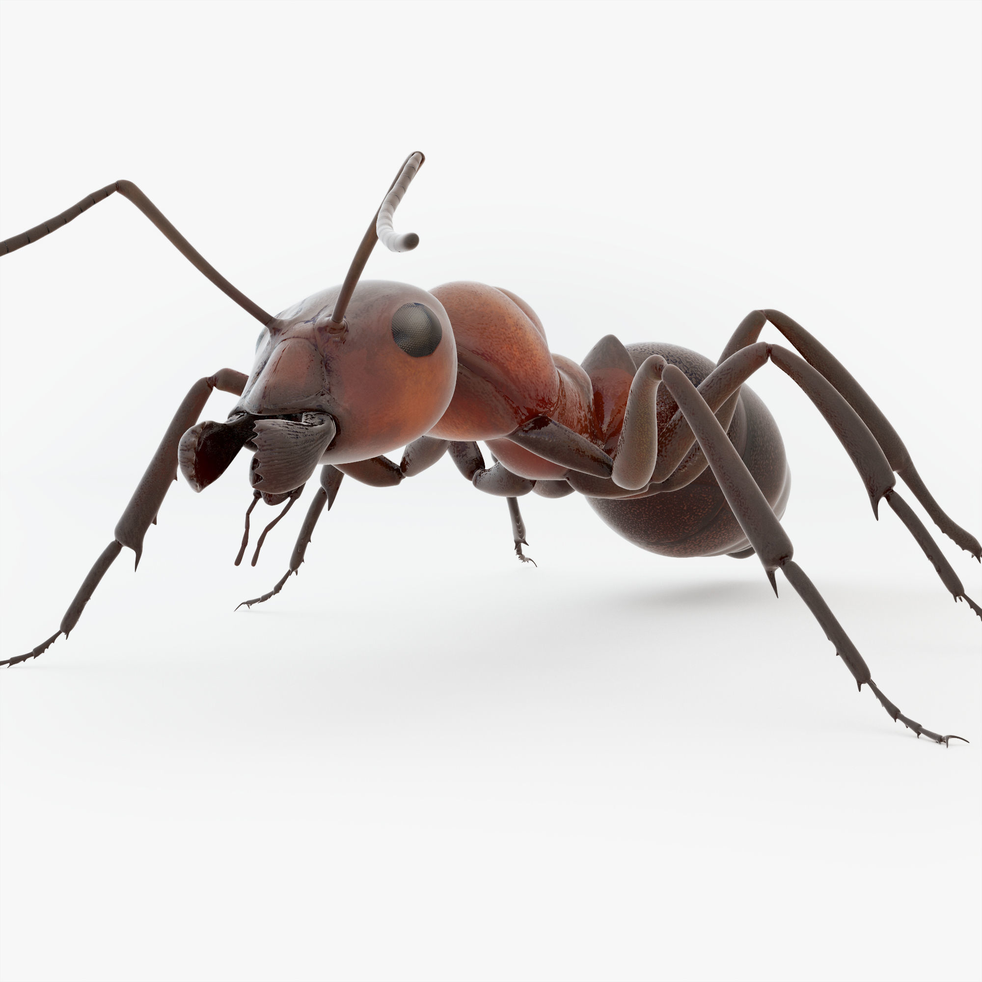 Animated Ant 3D model Low-poly 3D model_20