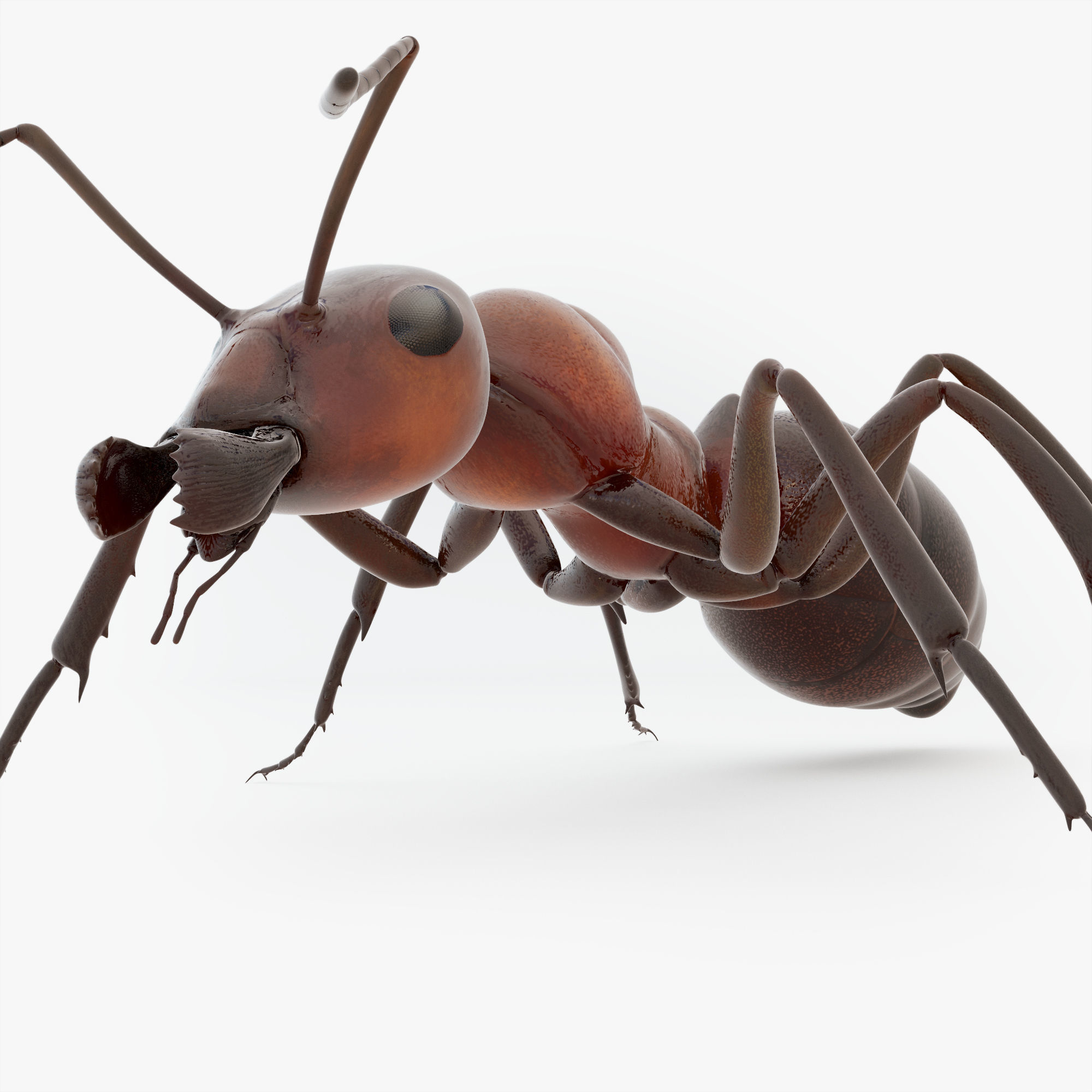 Animated Ant 3D model Low-poly 3D model_18