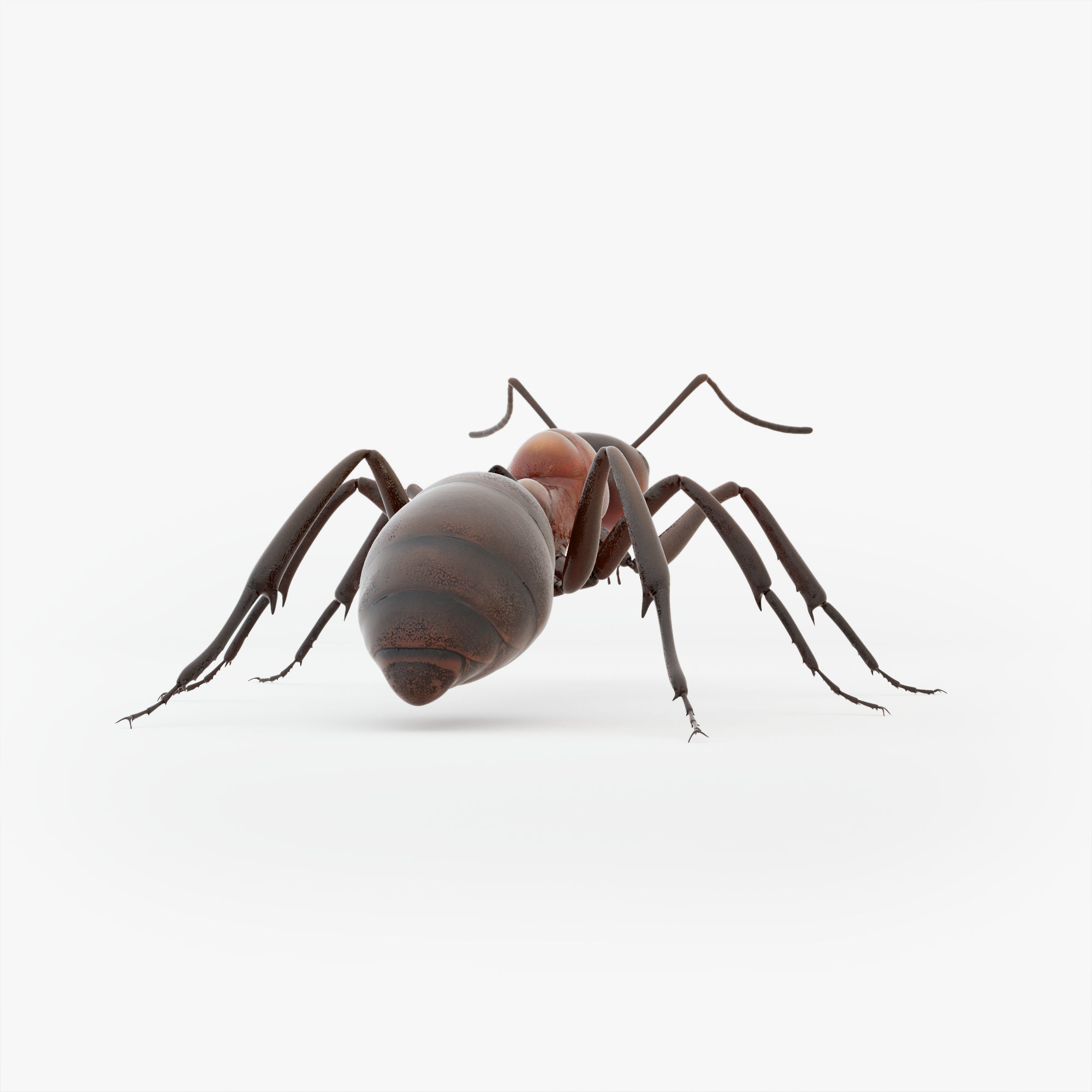 Animated Ant 3D model Low-poly 3D model_12