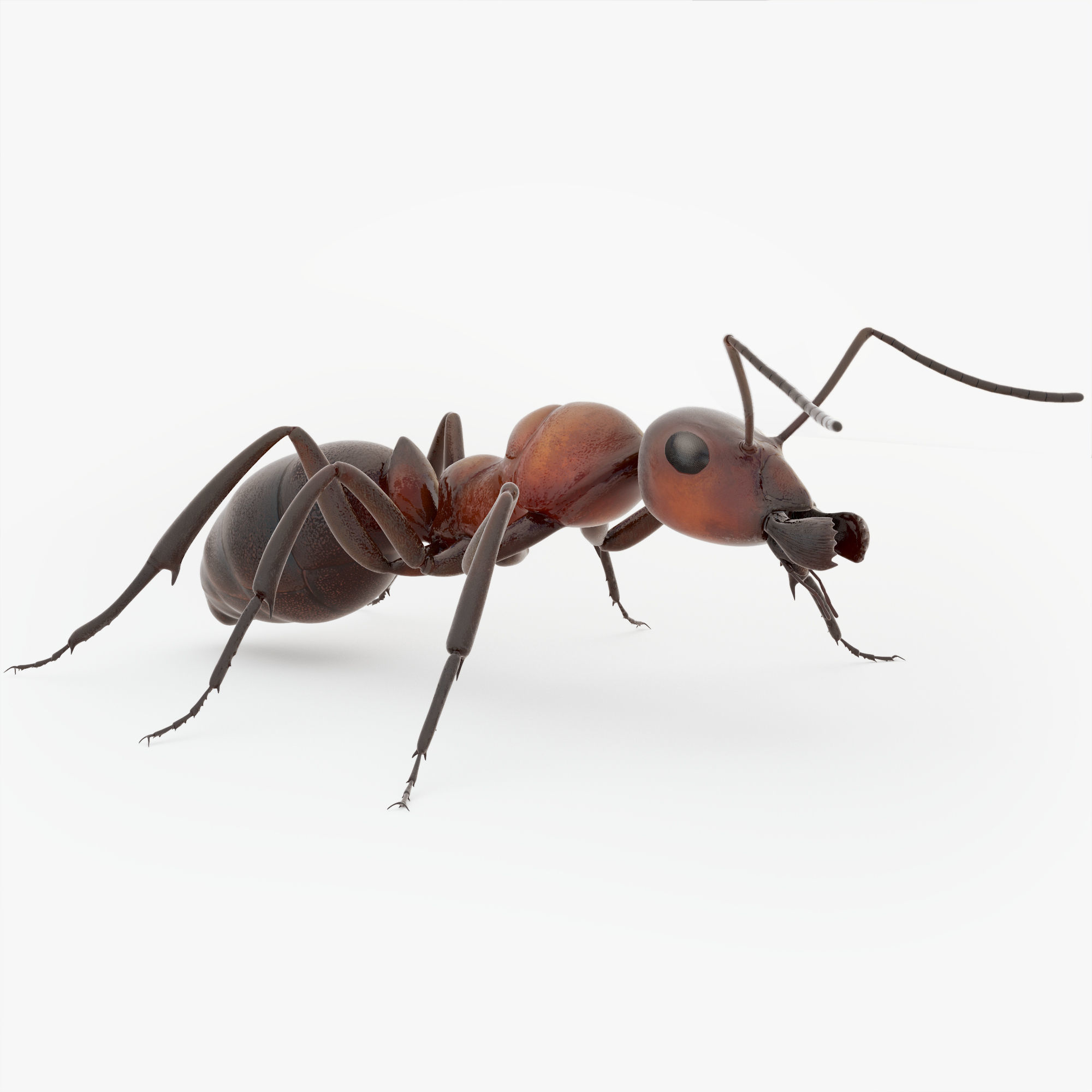 Animated Ant 3D model Low-poly 3D model_19