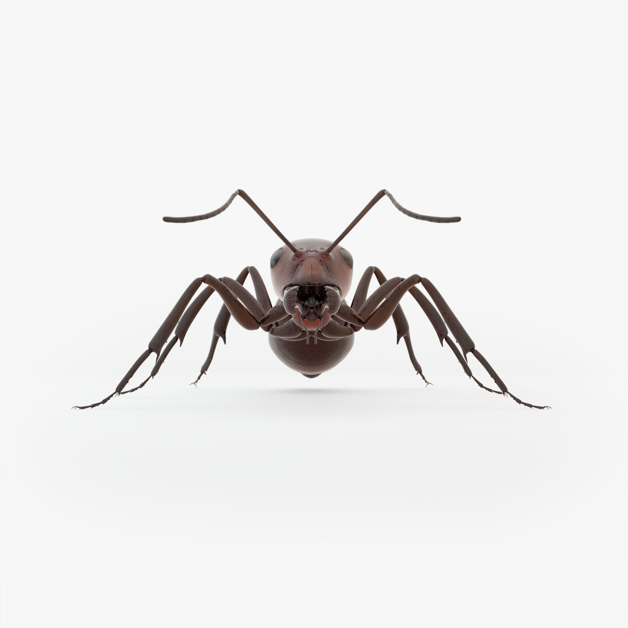 Animated Ant 3D model Low-poly 3D model_10
