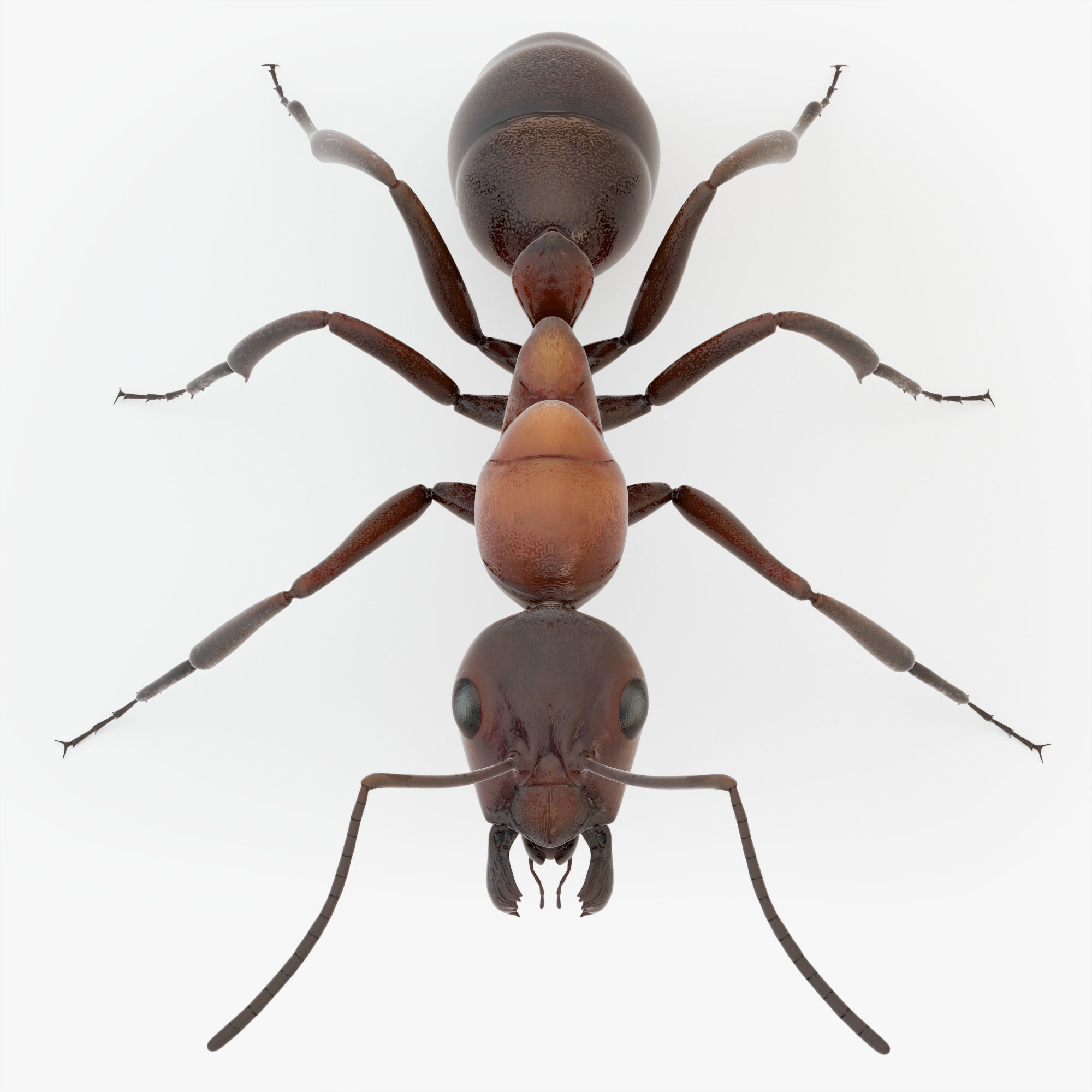 Animated Ant 3D model Low-poly 3D model_21