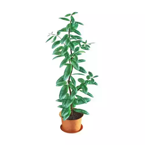 Ficus jasmine plant in pot