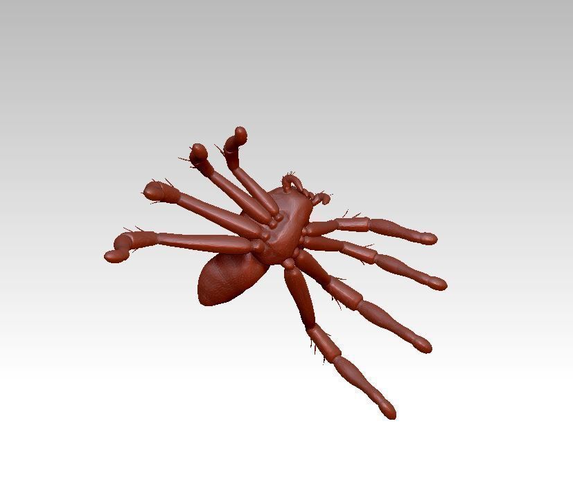 Spider insect 3D model_24