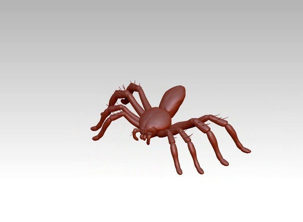 Spider insect 3D model_16