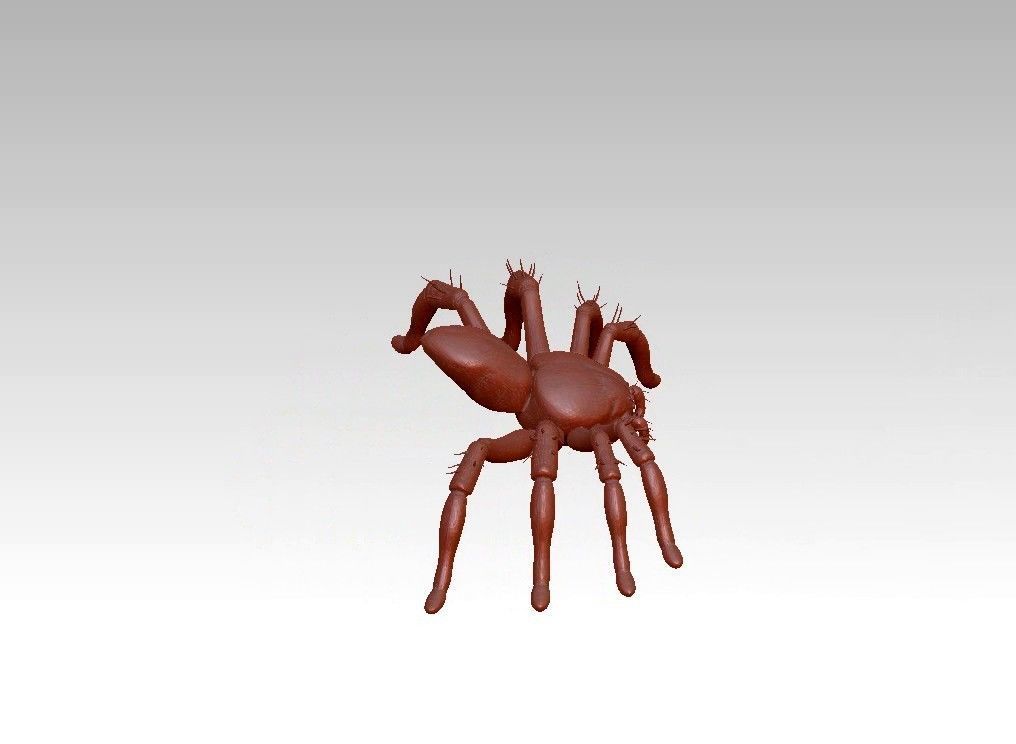 Spider insect 3D model_5