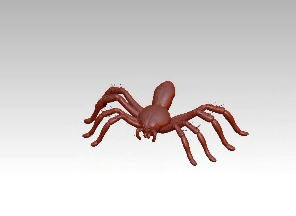 Spider insect 3D model_17