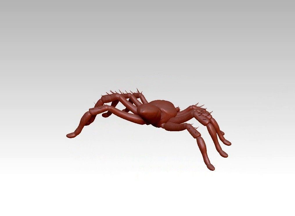 Spider insect 3D model_8
