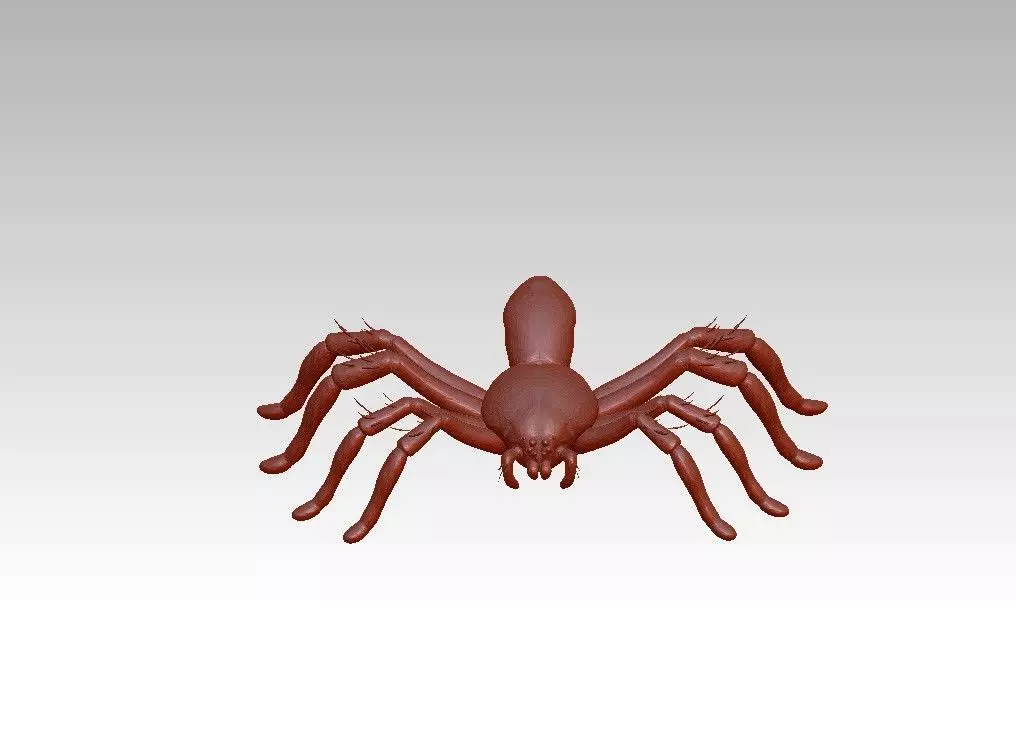 Spider insect 3D model_0