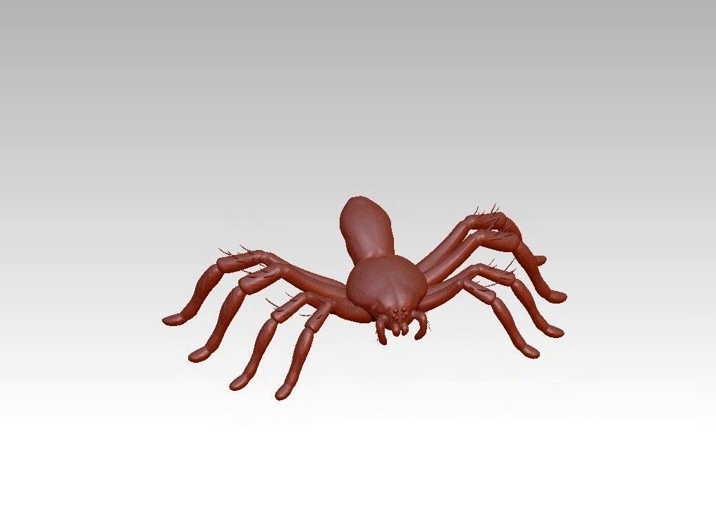 Spider insect 3D model_1