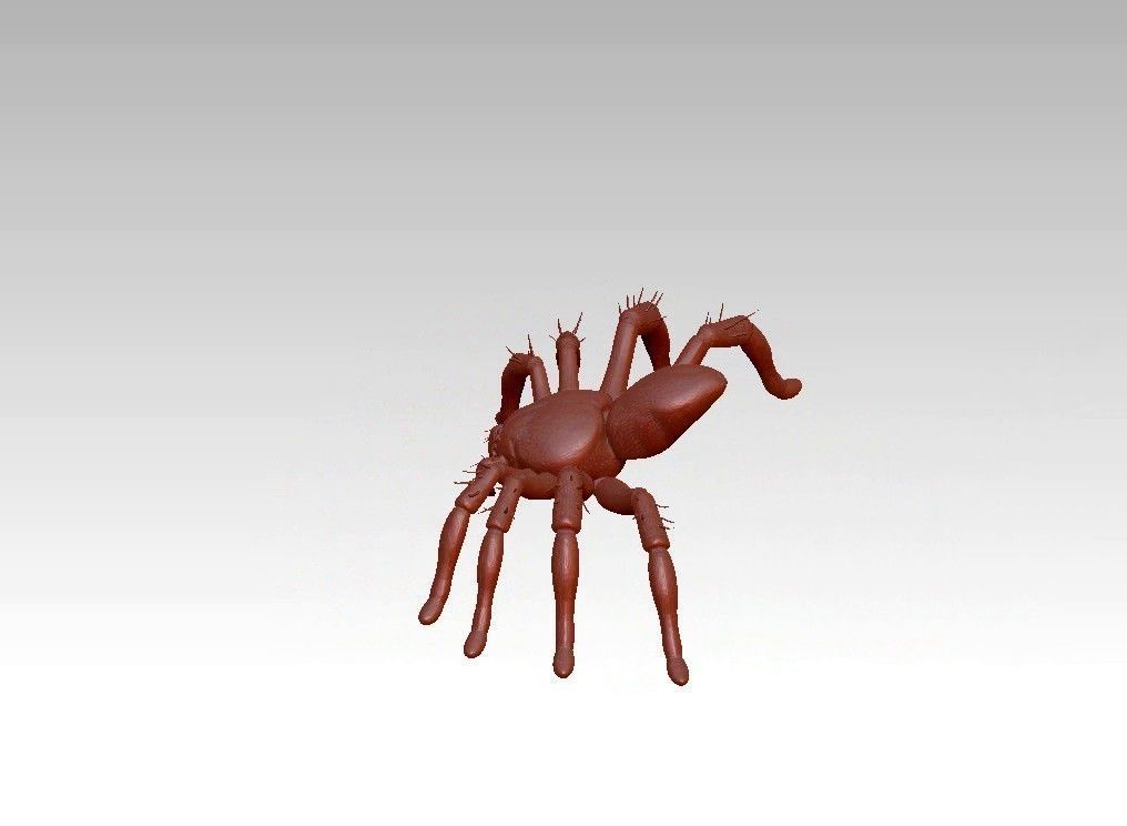 Spider insect 3D model_13