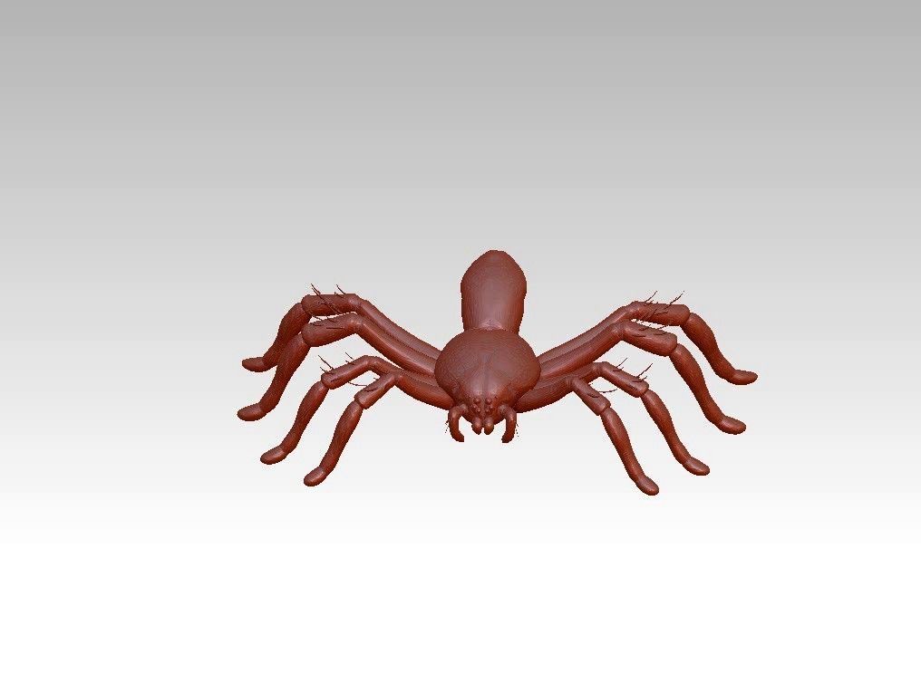 Spider insect 3D model_20