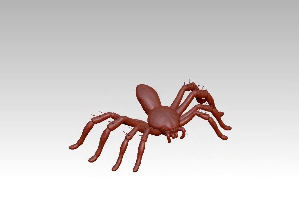 Spider insect 3D model_2
