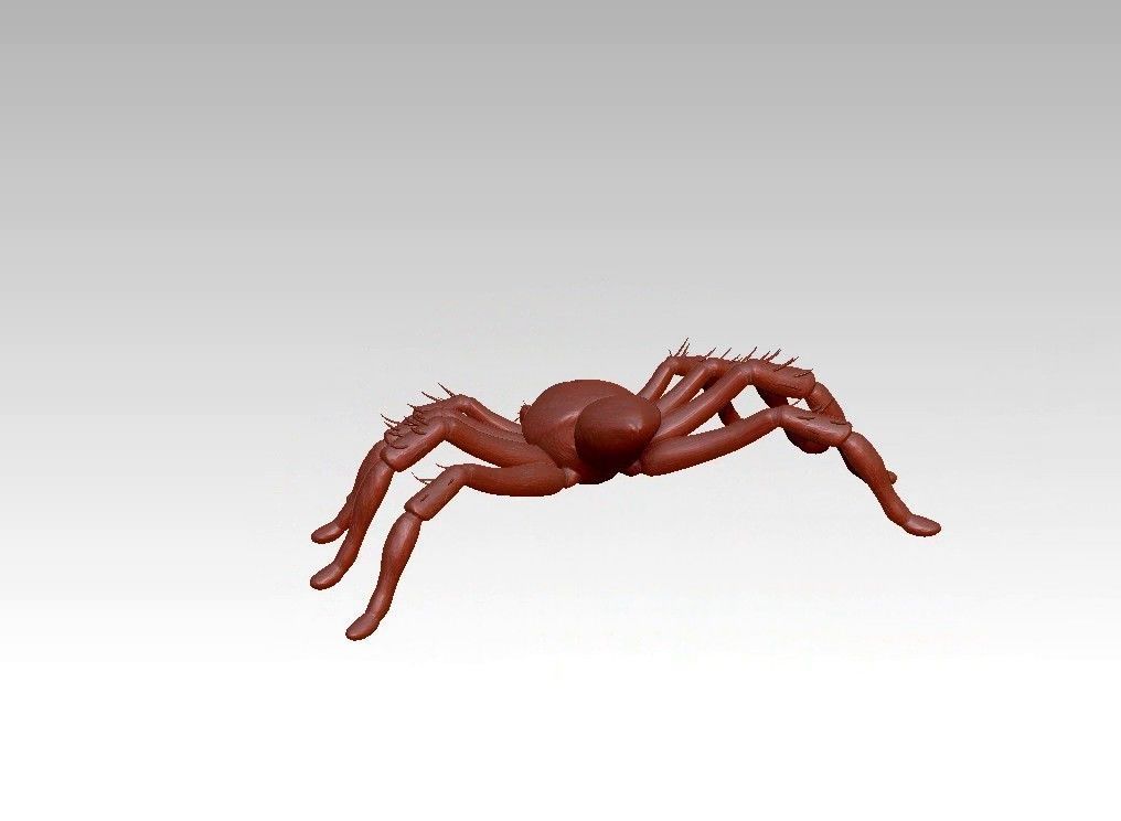 Spider insect 3D model_10