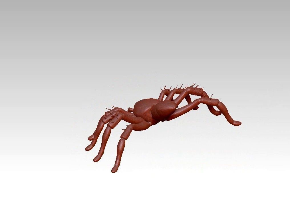 Spider insect 3D model_11