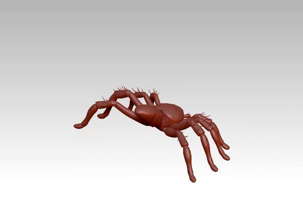 Spider insect 3D model_7
