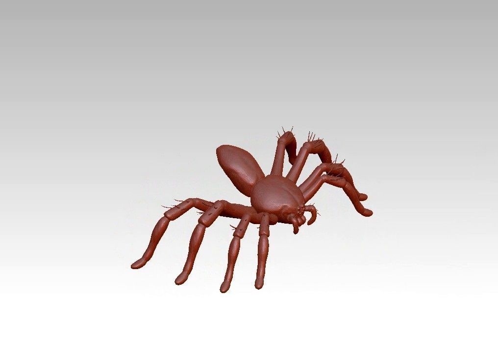 Spider insect 3D model_3