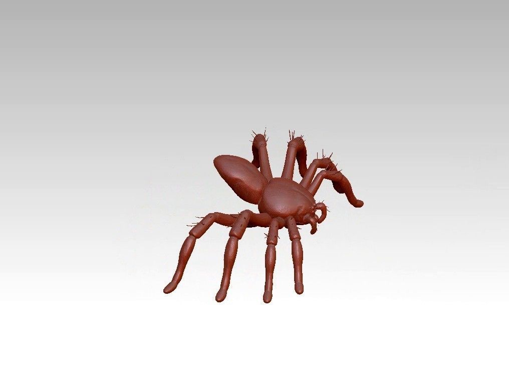 Spider insect 3D model_4
