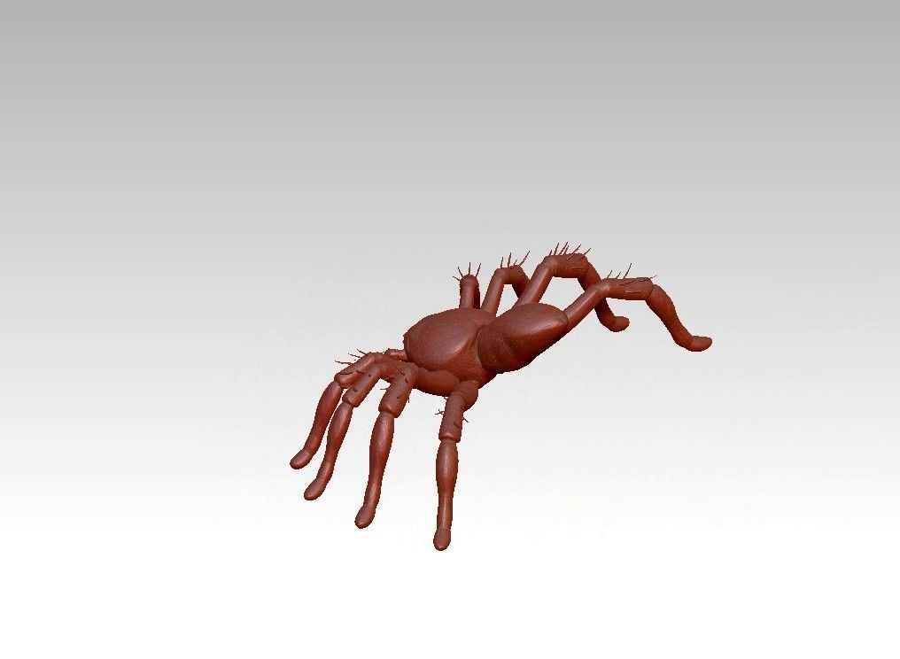 Spider insect 3D model_12