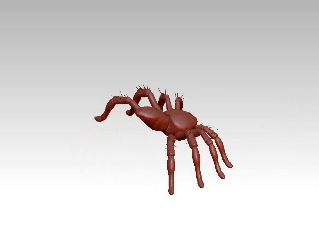 Spider insect 3D model_6