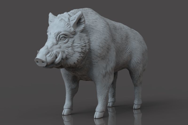 Boar 3D Model wild 3D print model_4