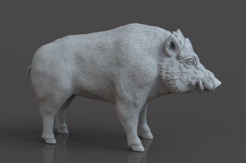 Boar 3D Model wild 3D print model_3