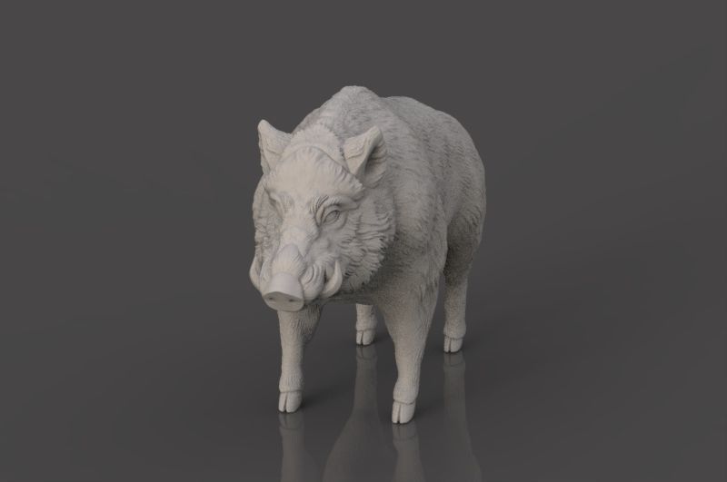 Boar 3D Model wild 3D print model_6