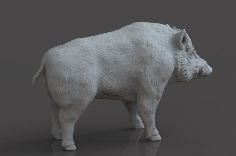 Boar 3D Model wild 3D print model_5