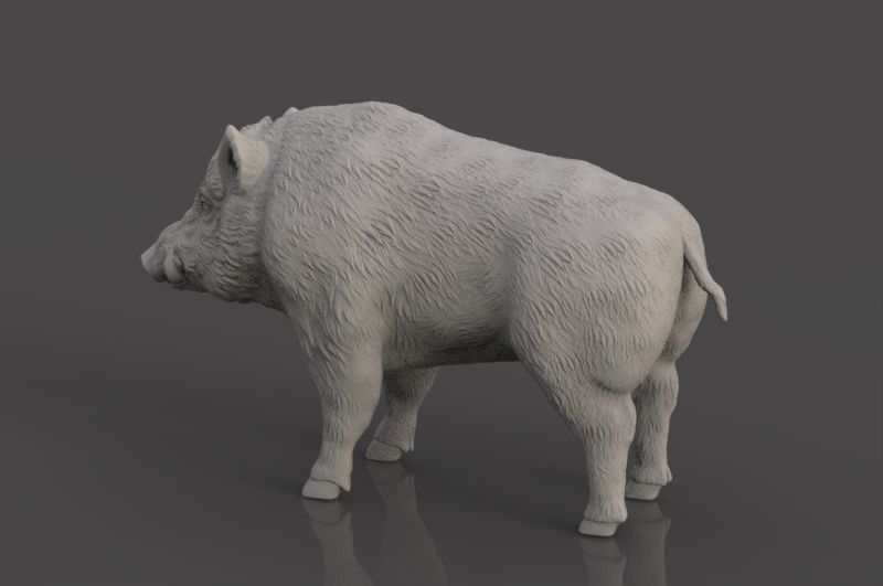 Boar 3D Model wild 3D print model_8