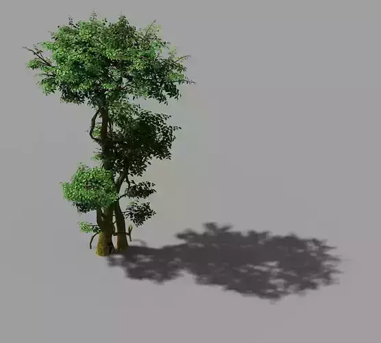 Fairy Forest-Banyan 01