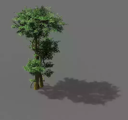 Fairy Forest-Banyan 03