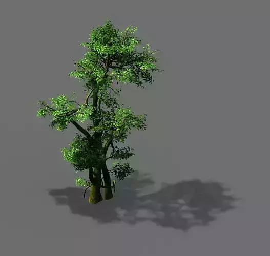 Fairy Trail-Banyan Tree 05