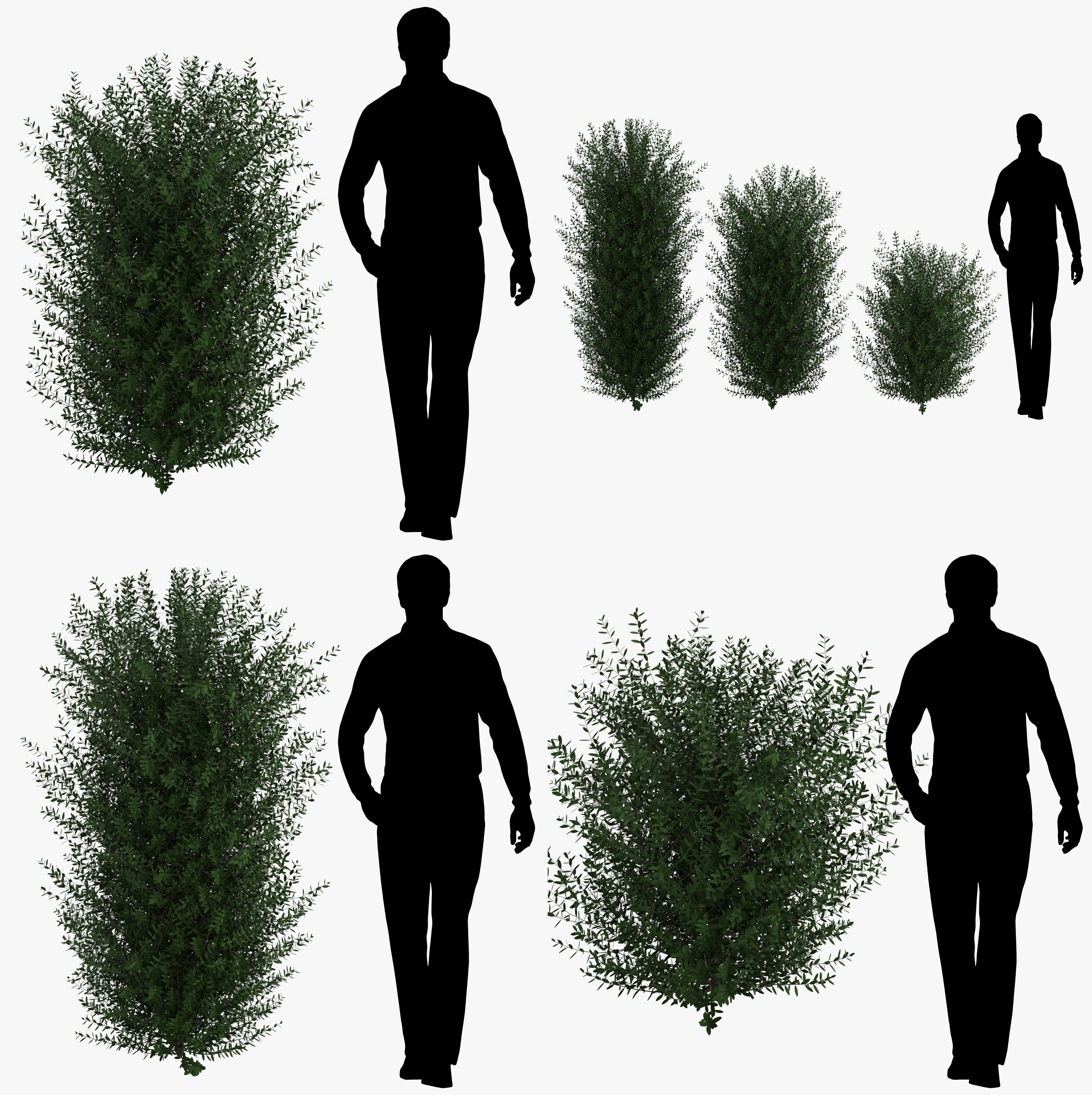 Bushes bush 3D model_10