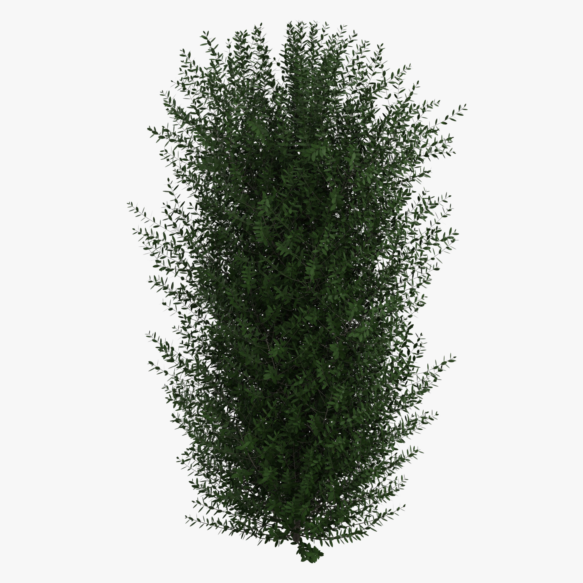 Bushes bush 3D model_2
