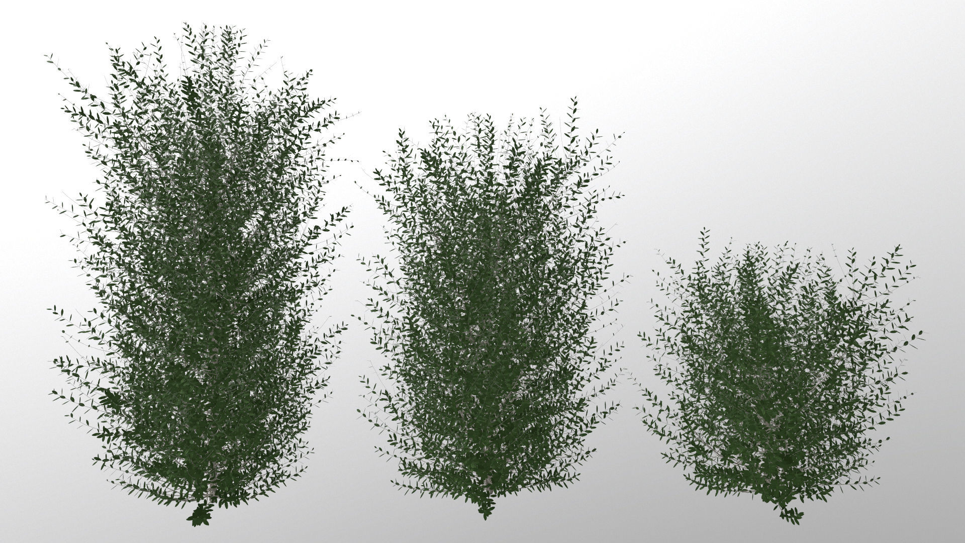 Bushes bush 3D model_11