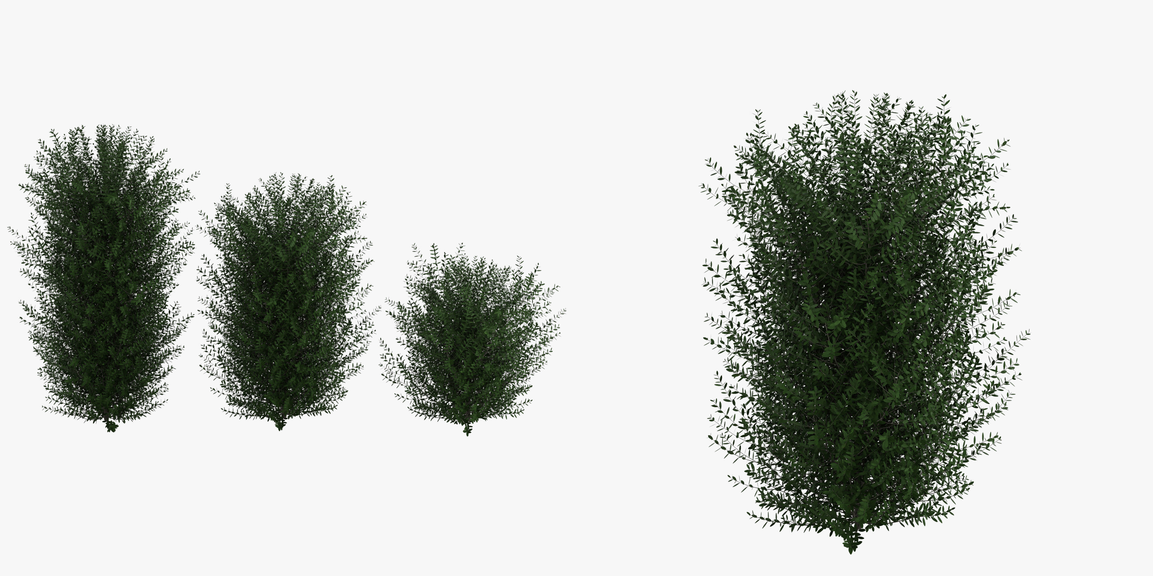 Bushes bush 3D model_25