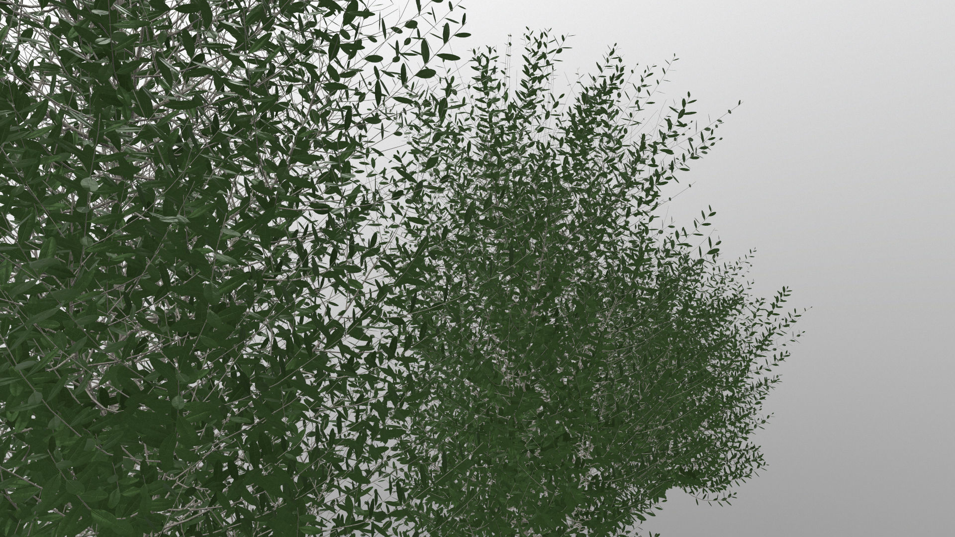 Bushes bush 3D model_13