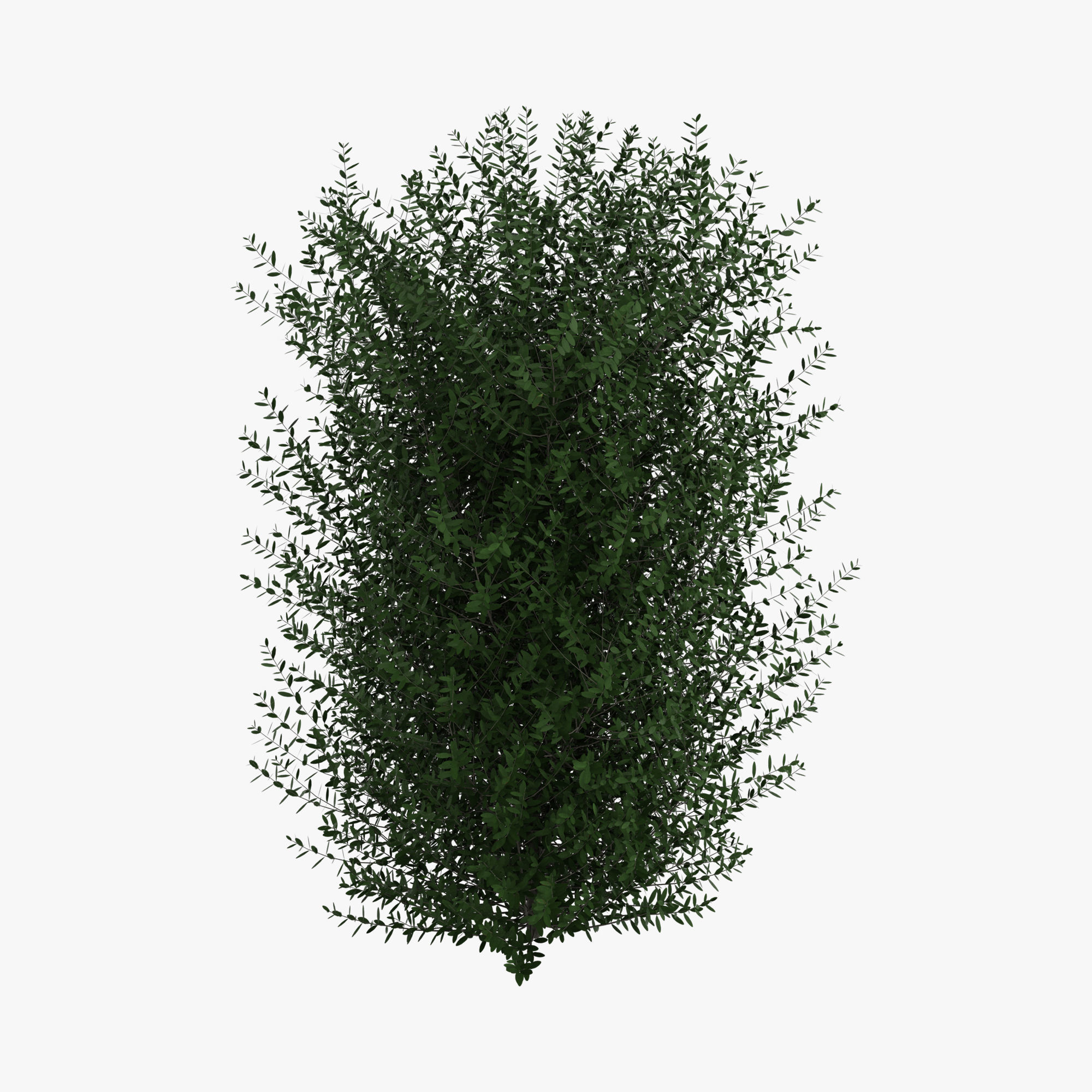 Bushes bush 3D model_3