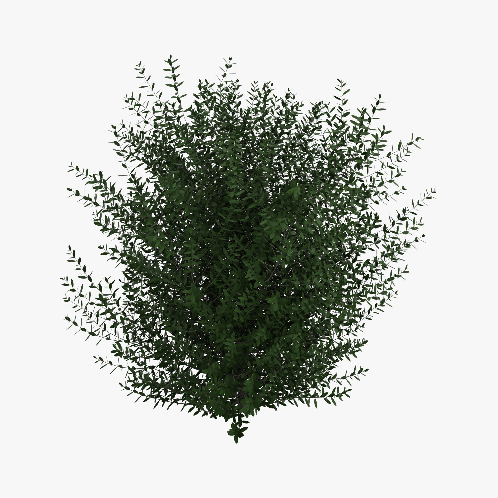 Bushes bush 3D model_4