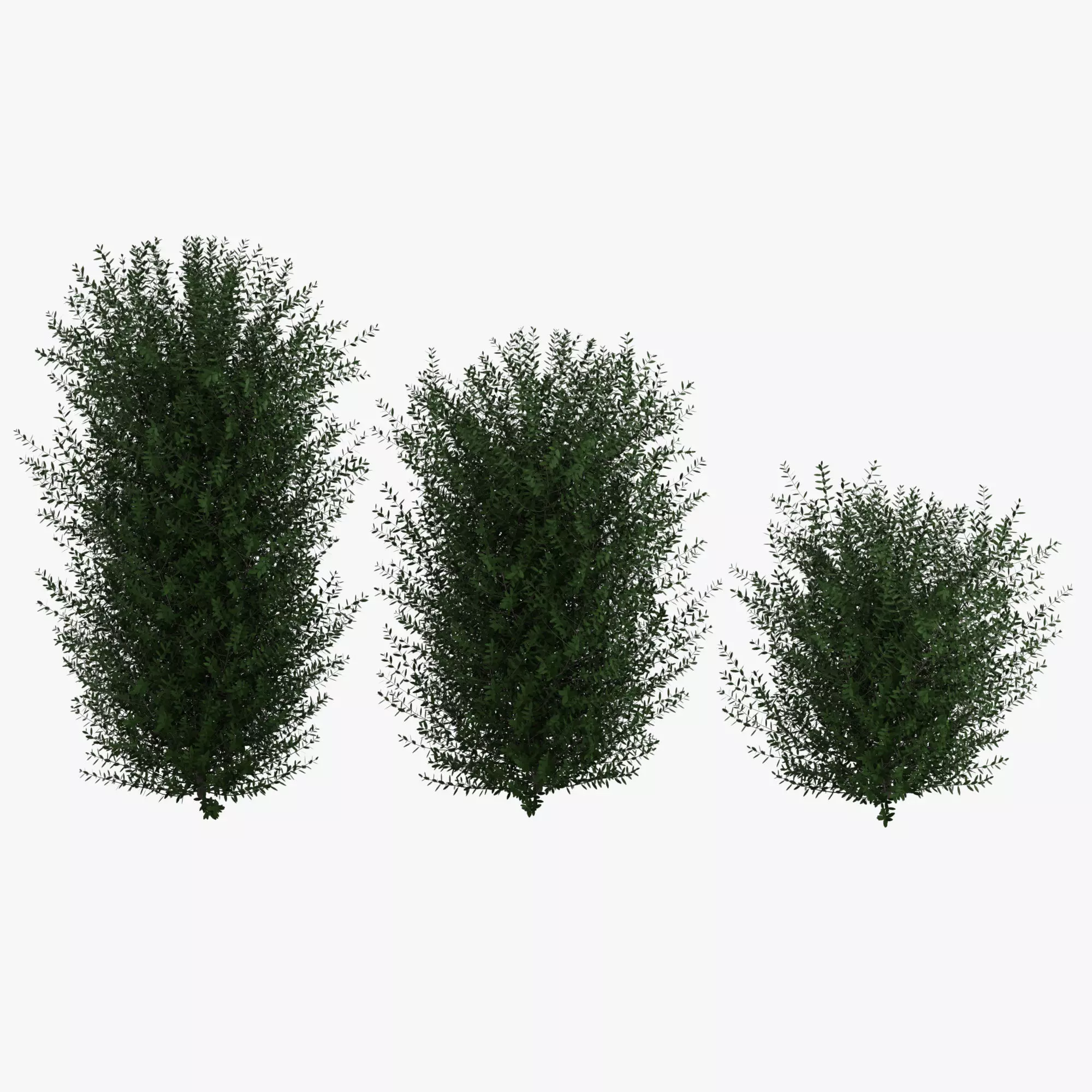 Bushes bush 3D model_0