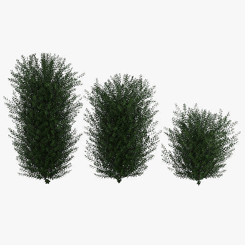 Bushes bush 3D model