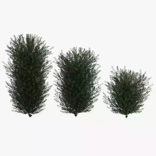 Bushes bush 3D model