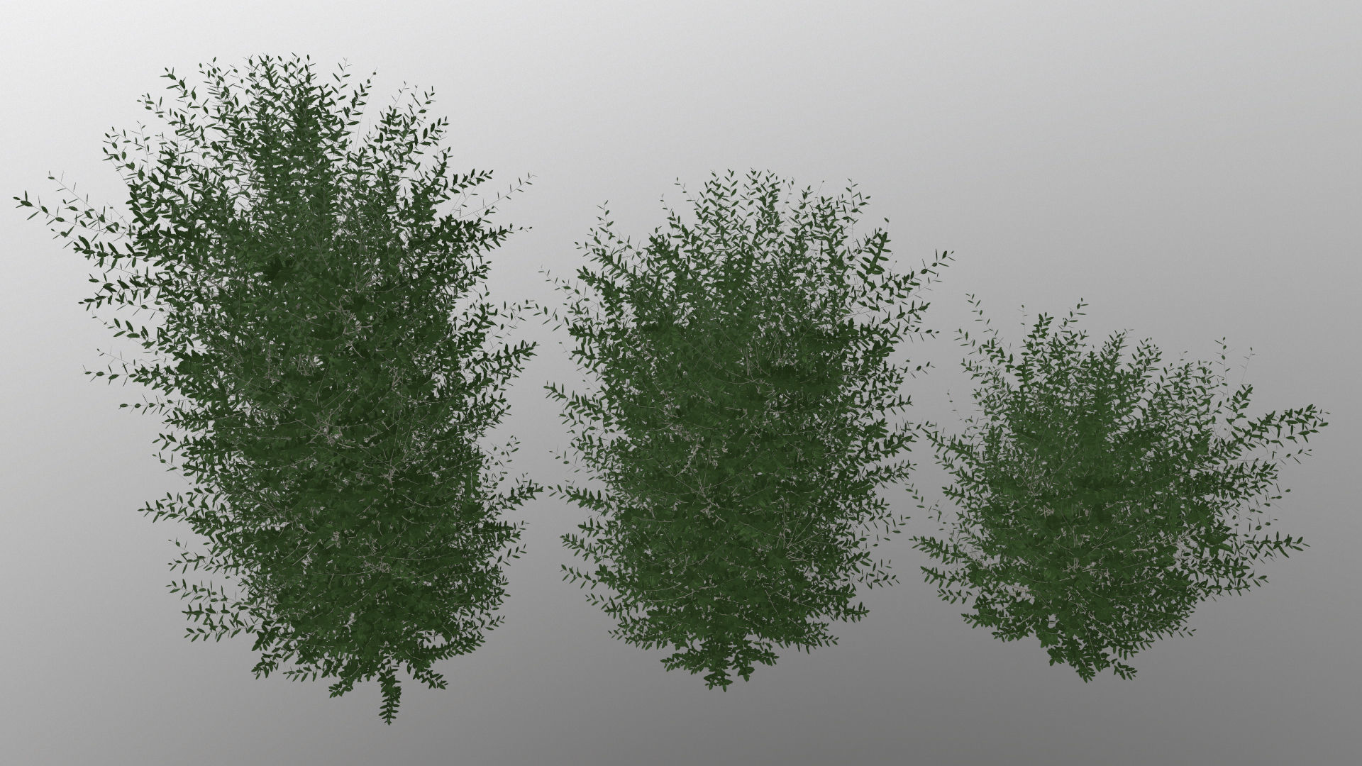 Bushes bush 3D model_14
