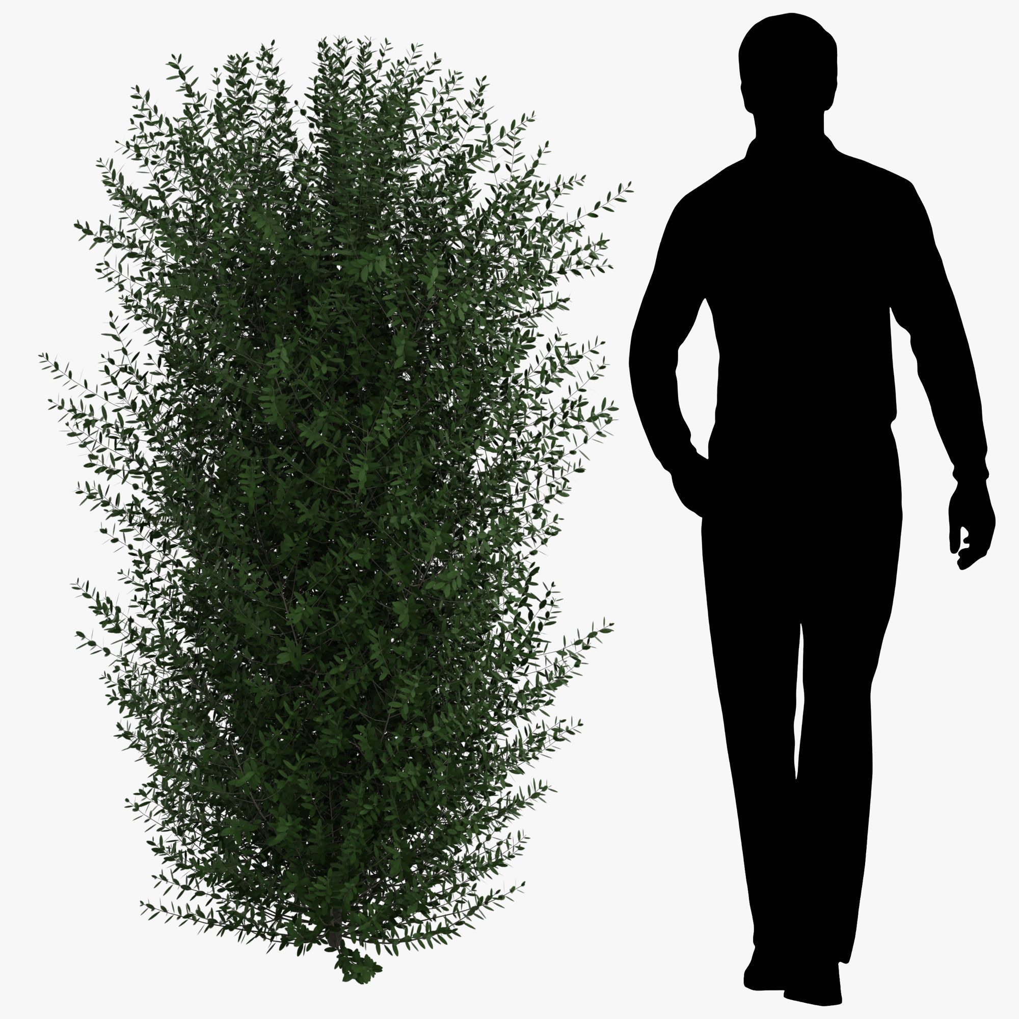 Bushes bush 3D model_5