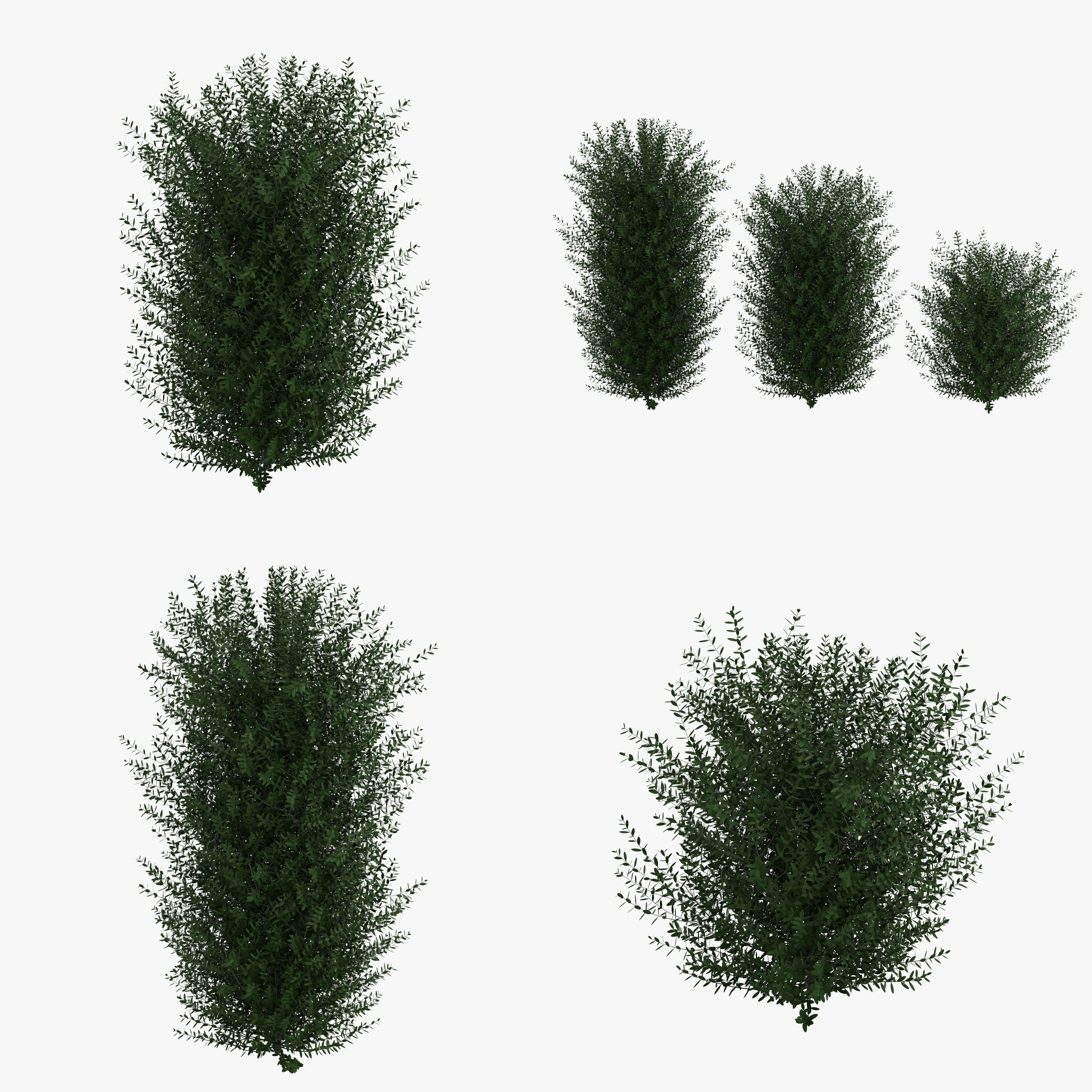 Bushes bush 3D model_9