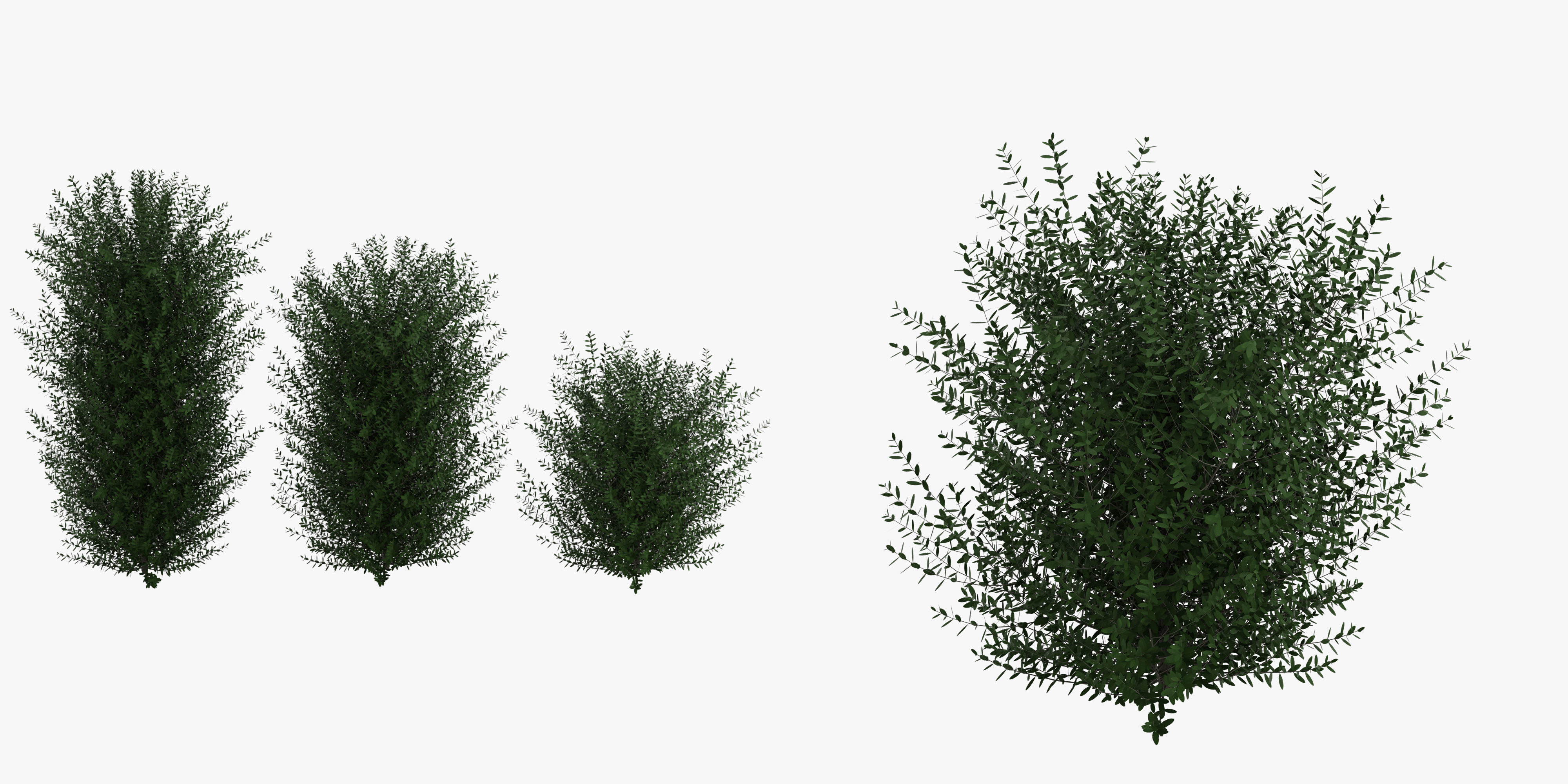 Bushes bush 3D model_26