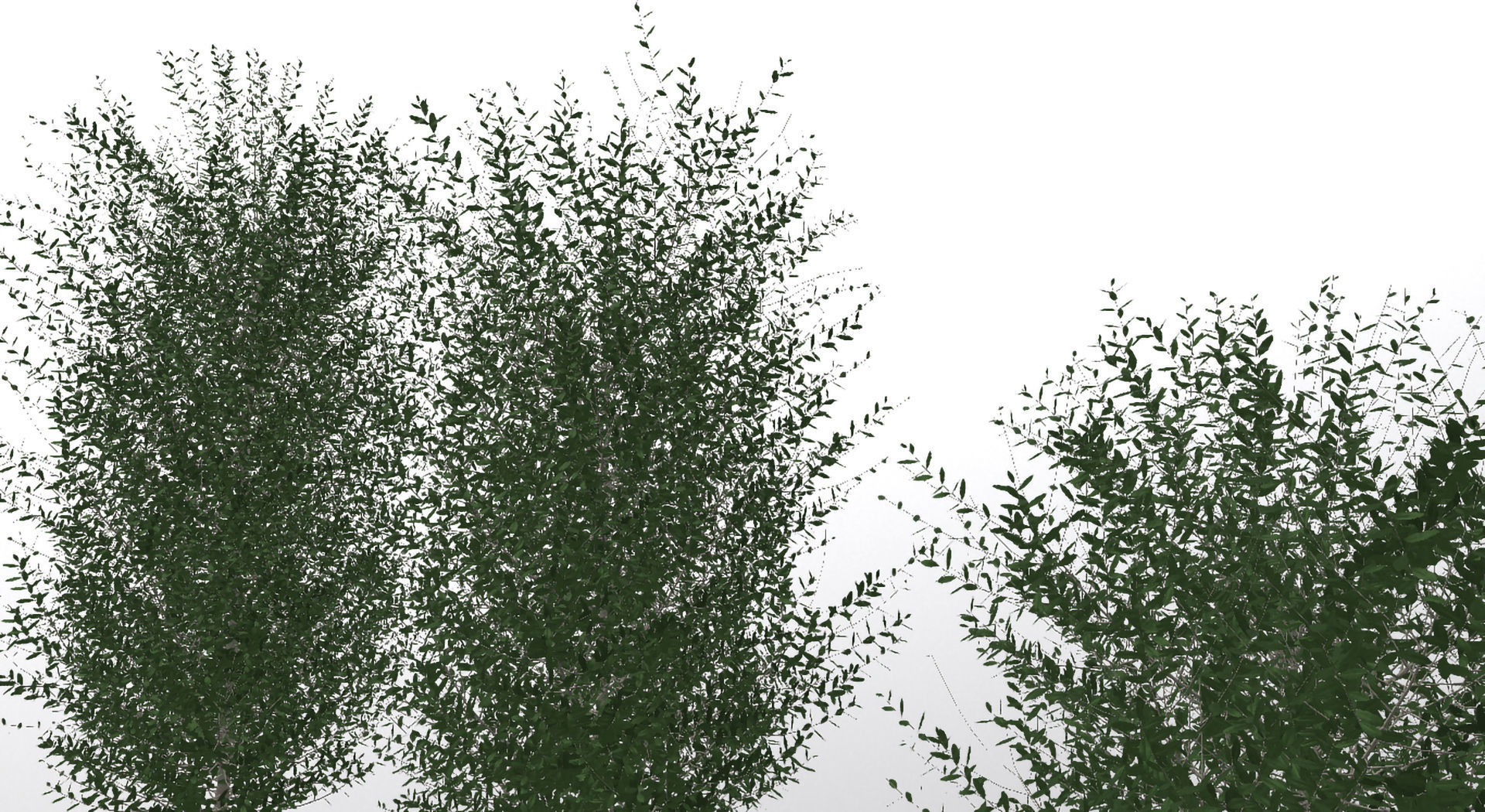 Bushes bush 3D model_12