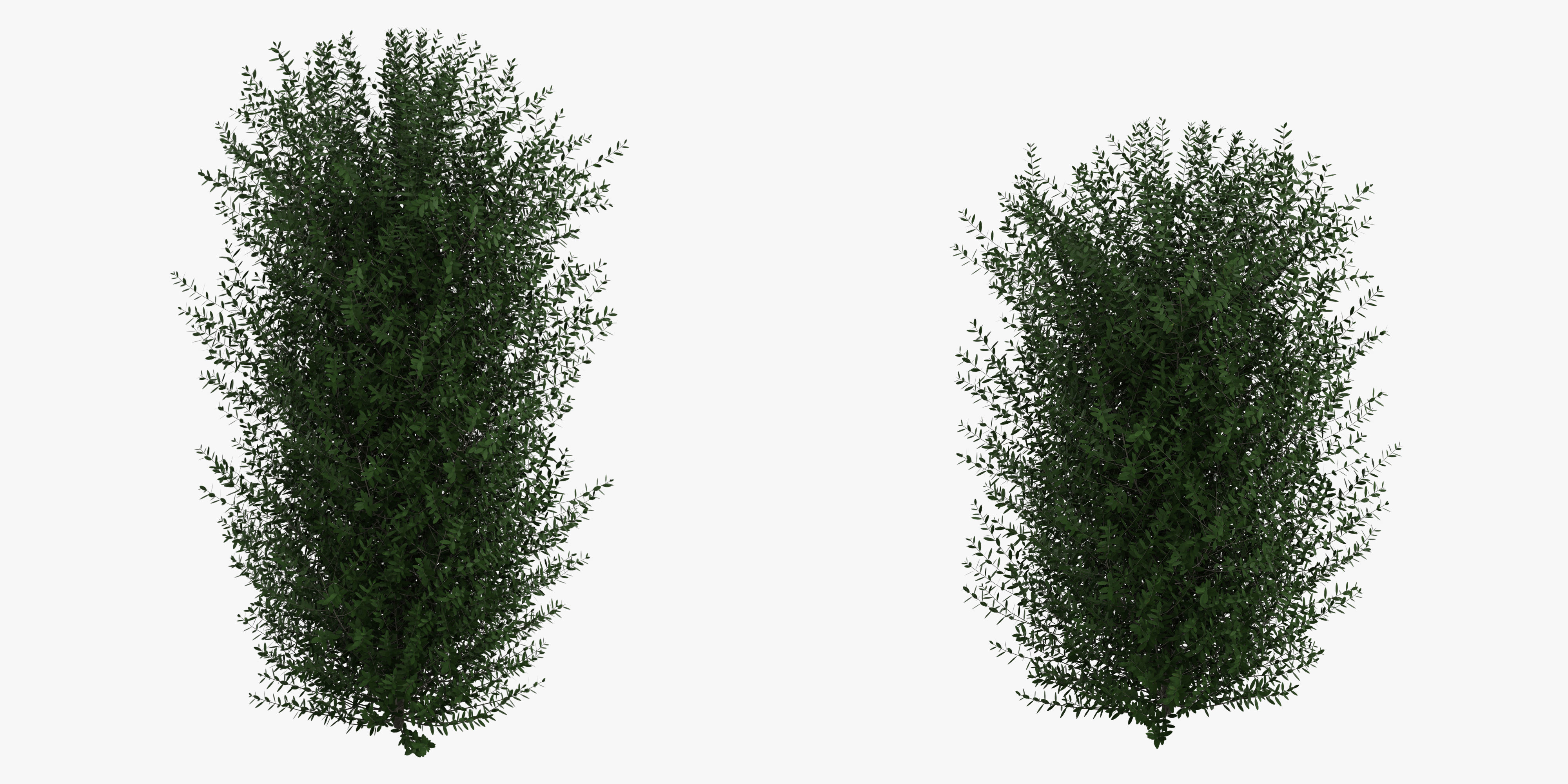 Bushes bush 3D model_22