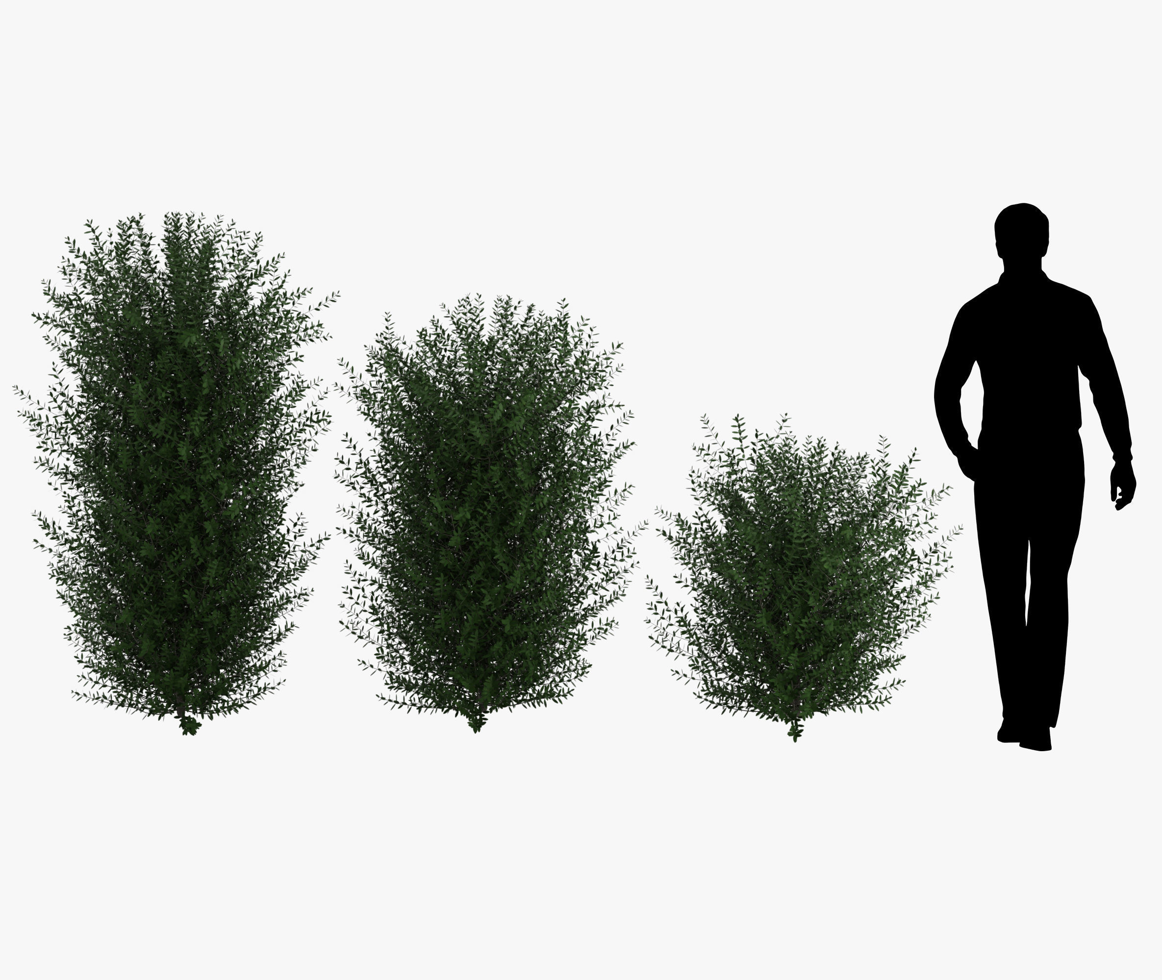 Bushes bush 3D model_8