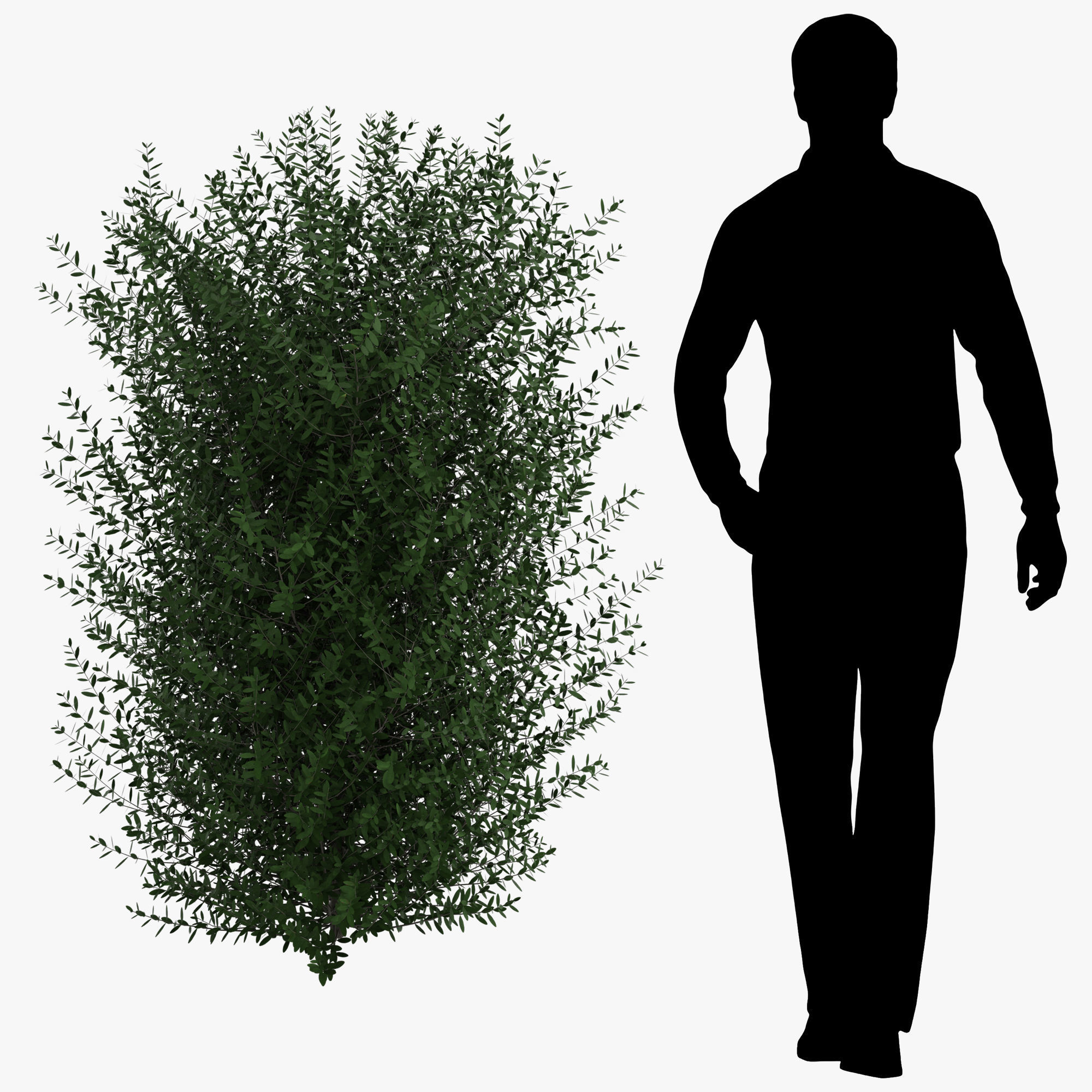 Bushes bush 3D model_6